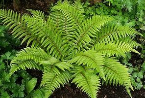 Compression treatment for varicose veins